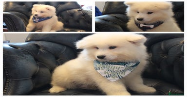 Samoyed dogs - Advert 13