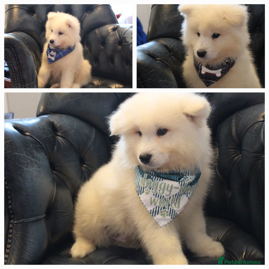 Samoyed dogs for sale: Samoyed puppies looking for the new loving  home - Image 6