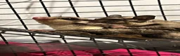 Sugar Glider rodents for sale: Young gliders ready for new home  - Advert 2