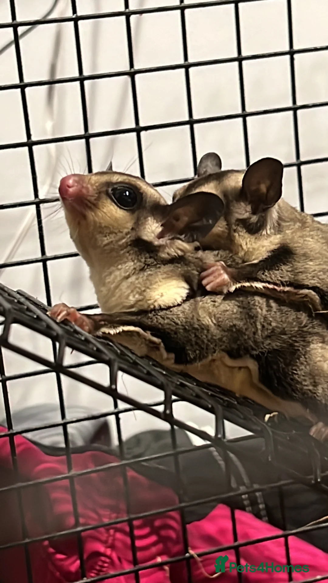 Sugar Glider rodents for sale: Young gliders ready for new home  - Advert 2