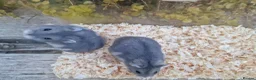 Hamster rodents for sale:  Beautiful baby winter white russian hamsters - Advert 12