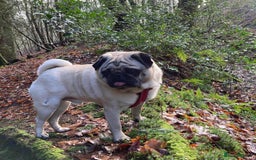Pug dogs for sale: STOLEN PUG OZZIE  - Image 2