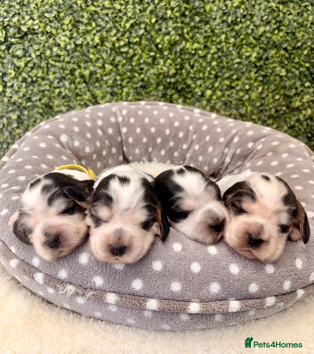 Cocker Spaniel dogs for sale: 🖤🤍 KC REG Show Cocker Spaniel Puppies For Sale - Advert 12