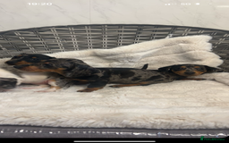 Dachshund dogs for sale: Adorable dachshund puppies ready for loving homes - Image 13
