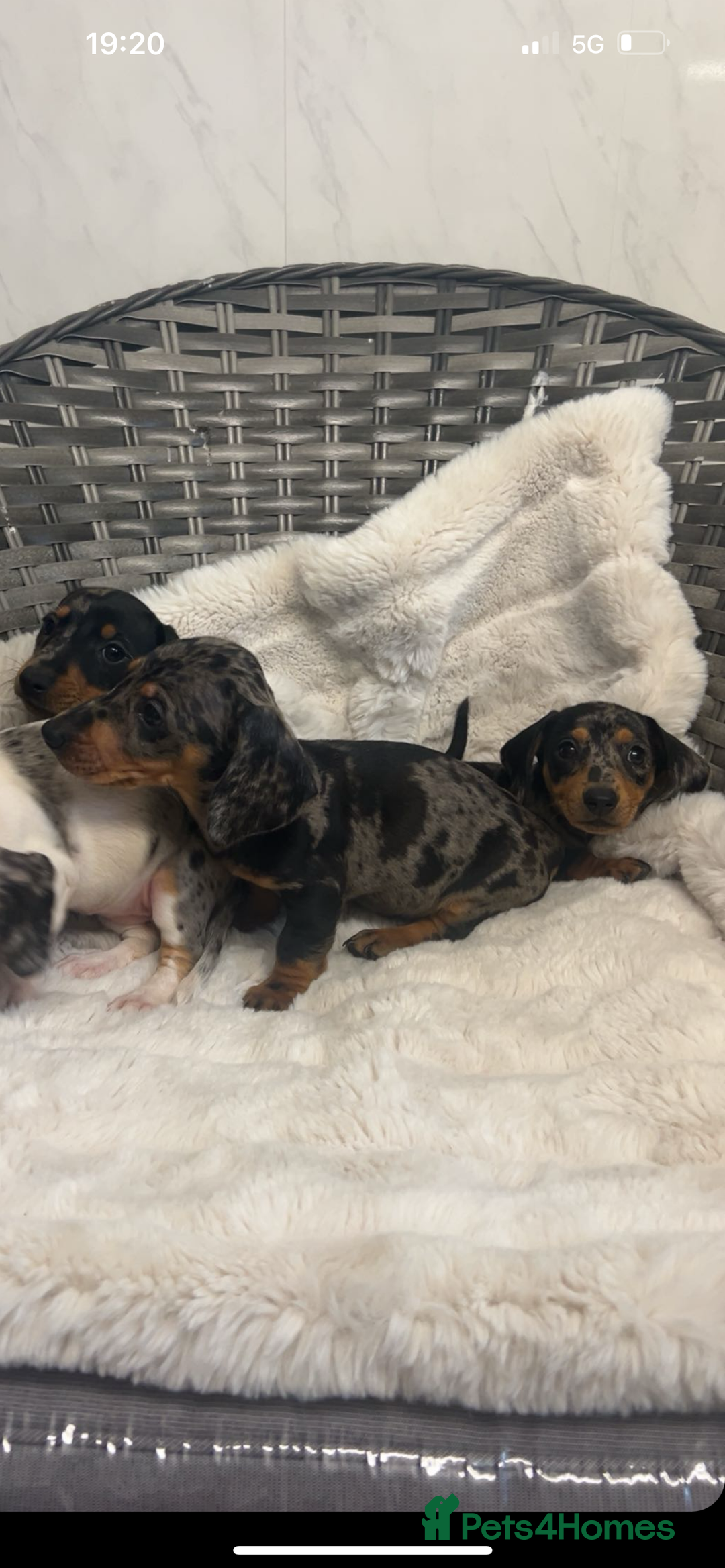 Dachshund dogs for sale: Adorable dachshund puppies ready for loving homes - Image 13