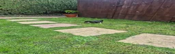 Mixed Breed dogs for sale: Chihuahua  - Advert 9
