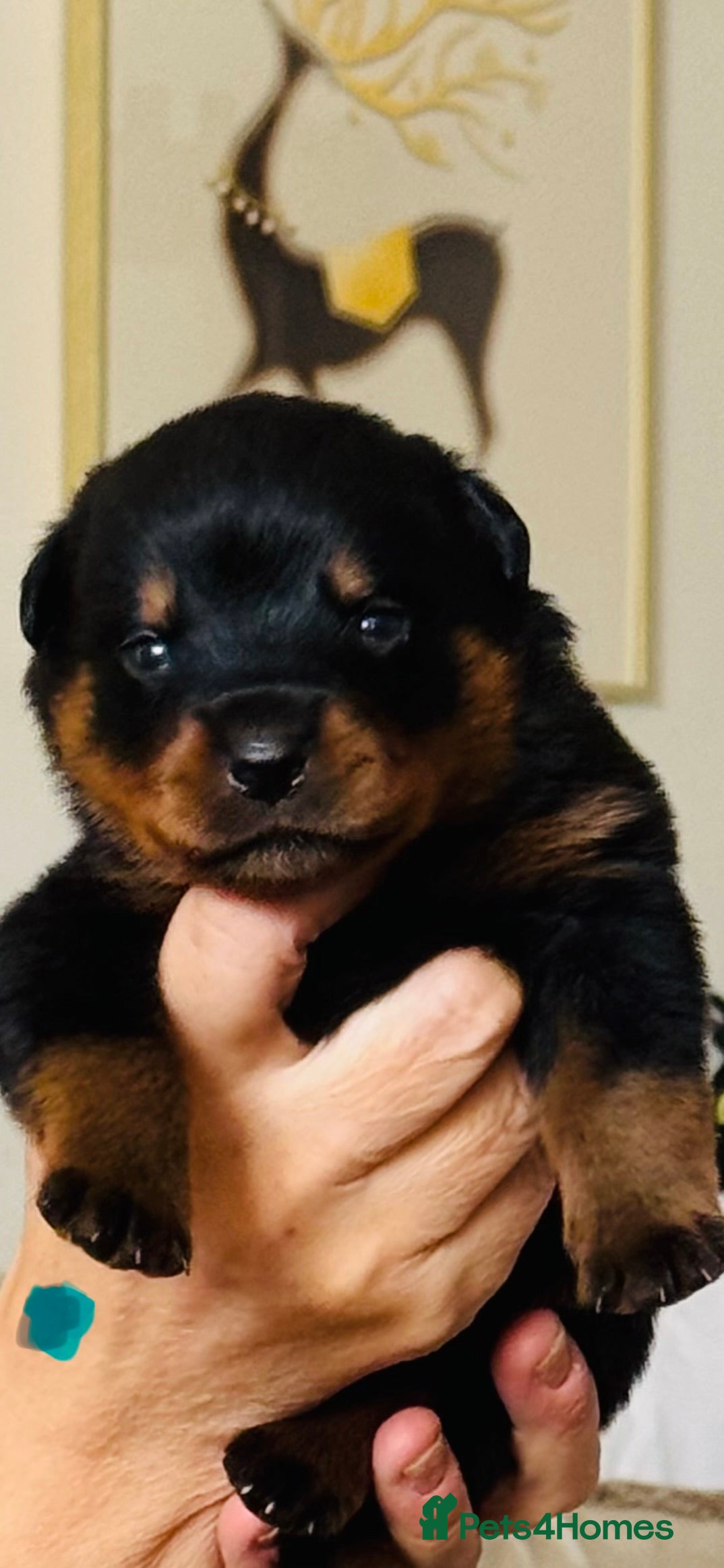Rottweiler dogs for sale: Pedigree Rottweiler puppies for sale - Advert 37