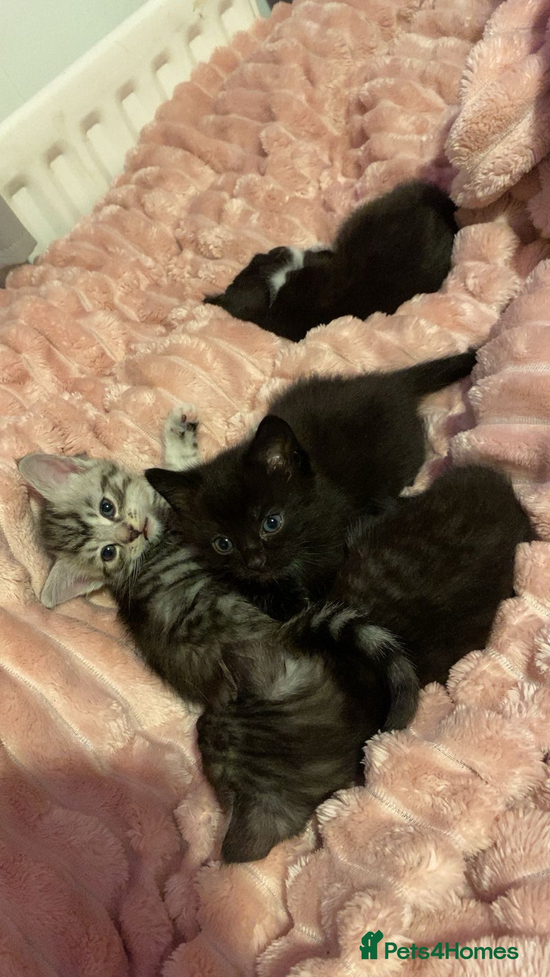 Bengal cats for sale: Bengal/Maine Coone kittens - Advert 1