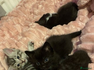 Bengal cats Bengal/Maine Coone kittens - Advert 1