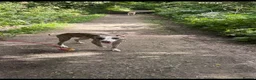 Whippet dogs for sale: Male whippet  in Nottingham - Advert 3