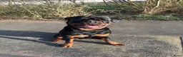 Rottweiler dogs for stud: 🔥 STUD AVAILABLE – BRUNO 🔥 in Hull - Advert 6