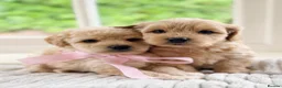 Mixed Breed dogs for sale: Stunning Shichon-poo teddies - Advert 6