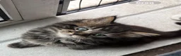Mixed Breed cats for sale: Kitten  - Advert 3