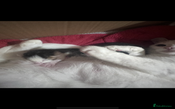 Domestic Shorthair cats for sale: Two kittens for sale  - Image 3