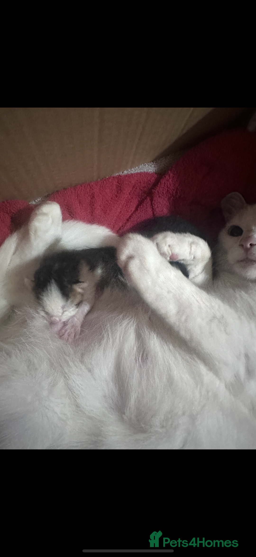 Domestic Shorthair cats for sale: Two kittens for sale  - Image 3