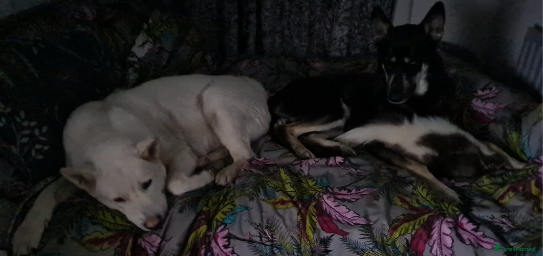 Huskita dogs for sale: Husky/akita 1.5 years old - Image 3