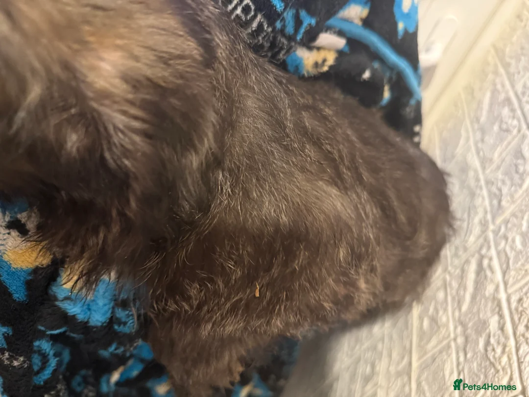 Mixed Breed dogs for sale: 6 Australian Shepherd X Springer x terrier puppies - Advert 10