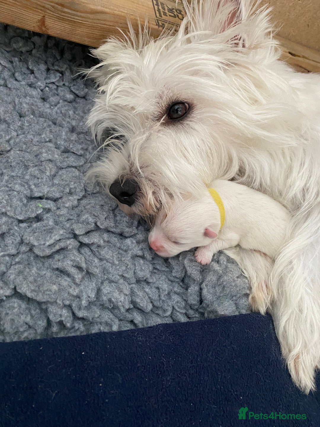 West Highland Terrier dogs for sale: Quality Pure West Highland Terrier - Image 2