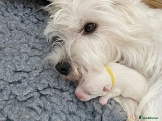 West Highland Terrier dogs - Advert 4