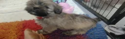 Lhasa Apso dogs for sale: 6 Lhasa Apso Puppies ready to leave now! - Advert 13