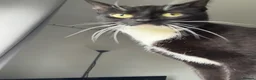 Domestic Shorthair cats for sale: Bella in Durham - Advert 2