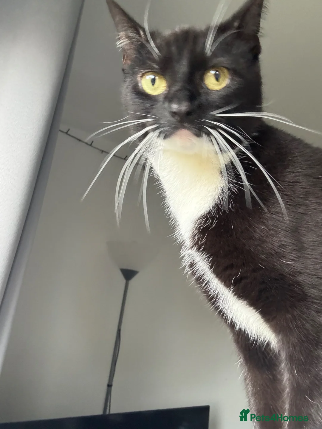 Domestic Shorthair cats for sale: Bella in Durham - Advert 2