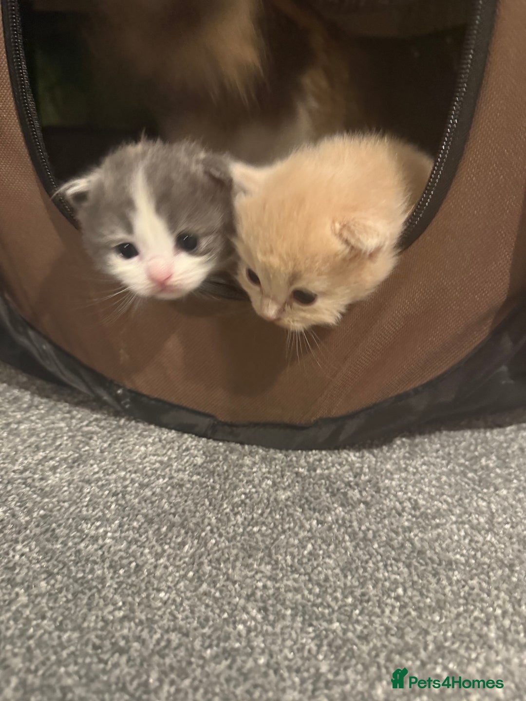 Ragdoll cats for sale: 🎄 Rare Ragdoll Kittens – Ready for Christmas! 🎄 - Advert 3