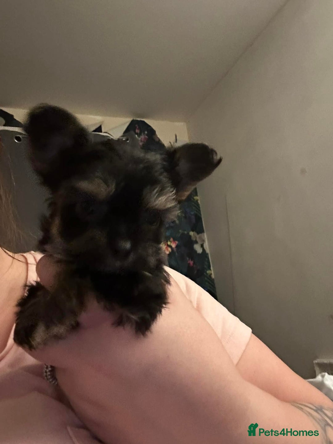 Chorkie dogs for sale: Chorkie puppy  - Advert 4