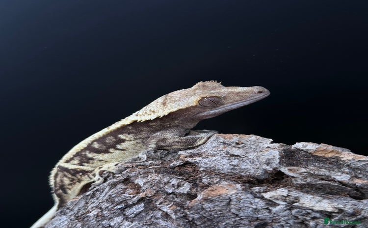 Gecko reptiles - Advert 2