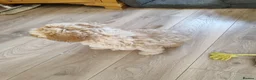 Cockapoo dogs for sale: Cockapoo Puppy, Midlothian - Advert 5
