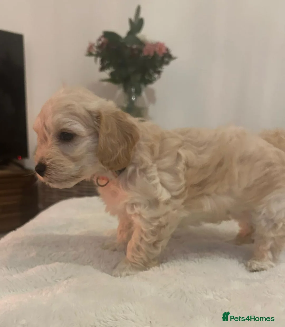 Jackapoo dogs for sale: Jackapoo puppies - Advert 15