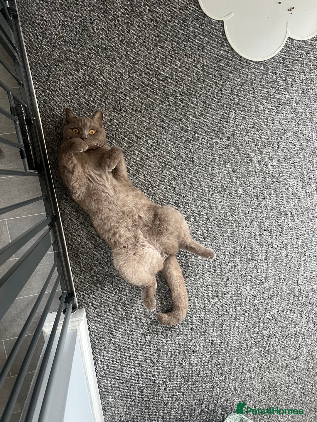 British Shorthair cats for sale: Adult British Shorthair for Sale - Image 8