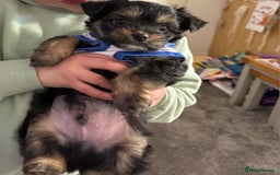 Chorkie dogs for sale: Chihuahua/yourkshire terrier pups - Image 6