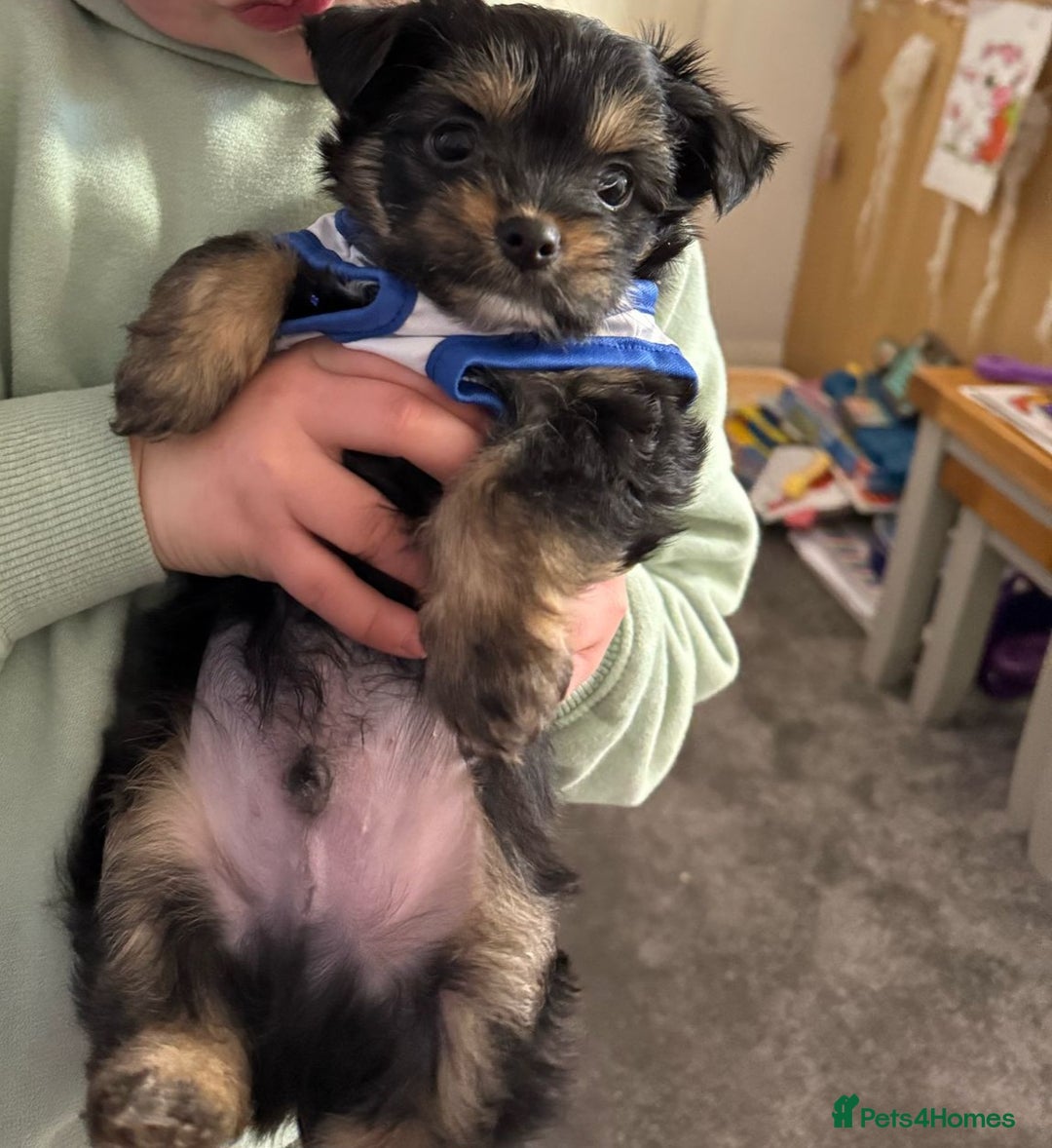 Chorkie dogs for sale: Chihuahua/yourkshire terrier pups - Image 6