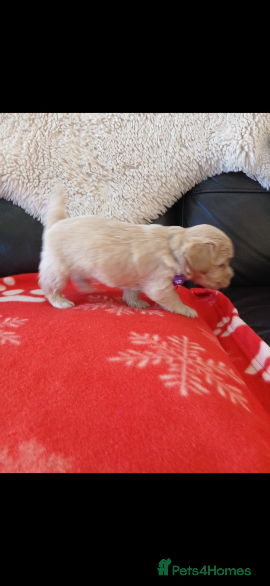 Maltipoo dogs Gorgeous maltipoos - Advert 2