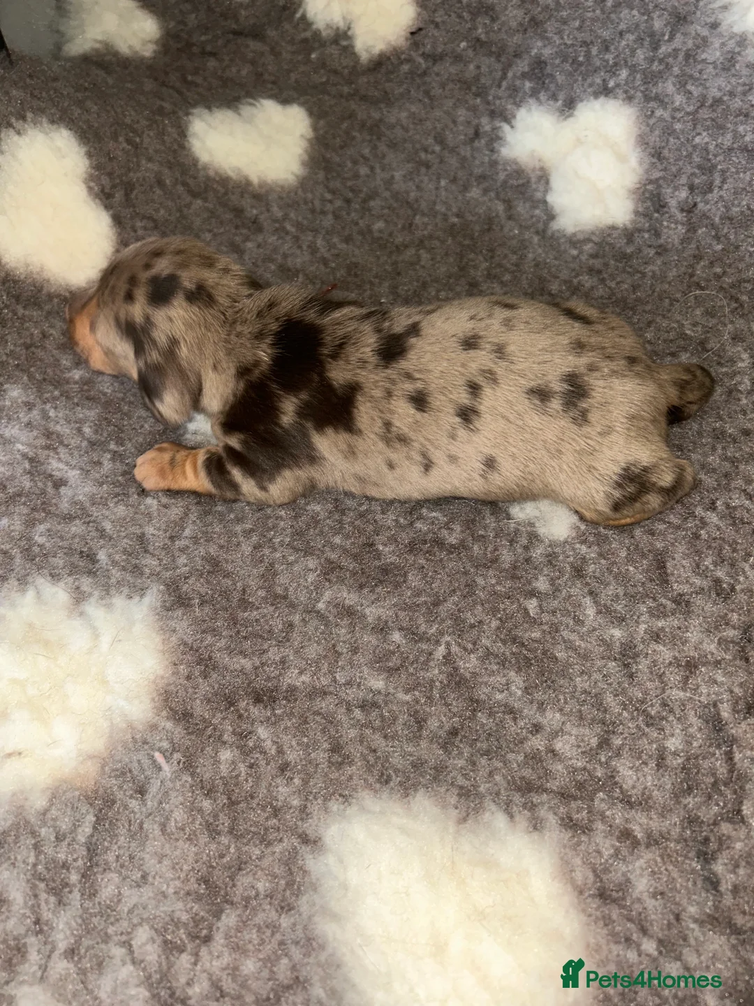 Miniature Dachshund dogs for sale: KC Registered Miniature Smooth Dachshund Puppies   - Advert 7