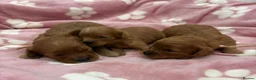 Cavapoo dogs for sale: F1 cavapoo - Advert 2