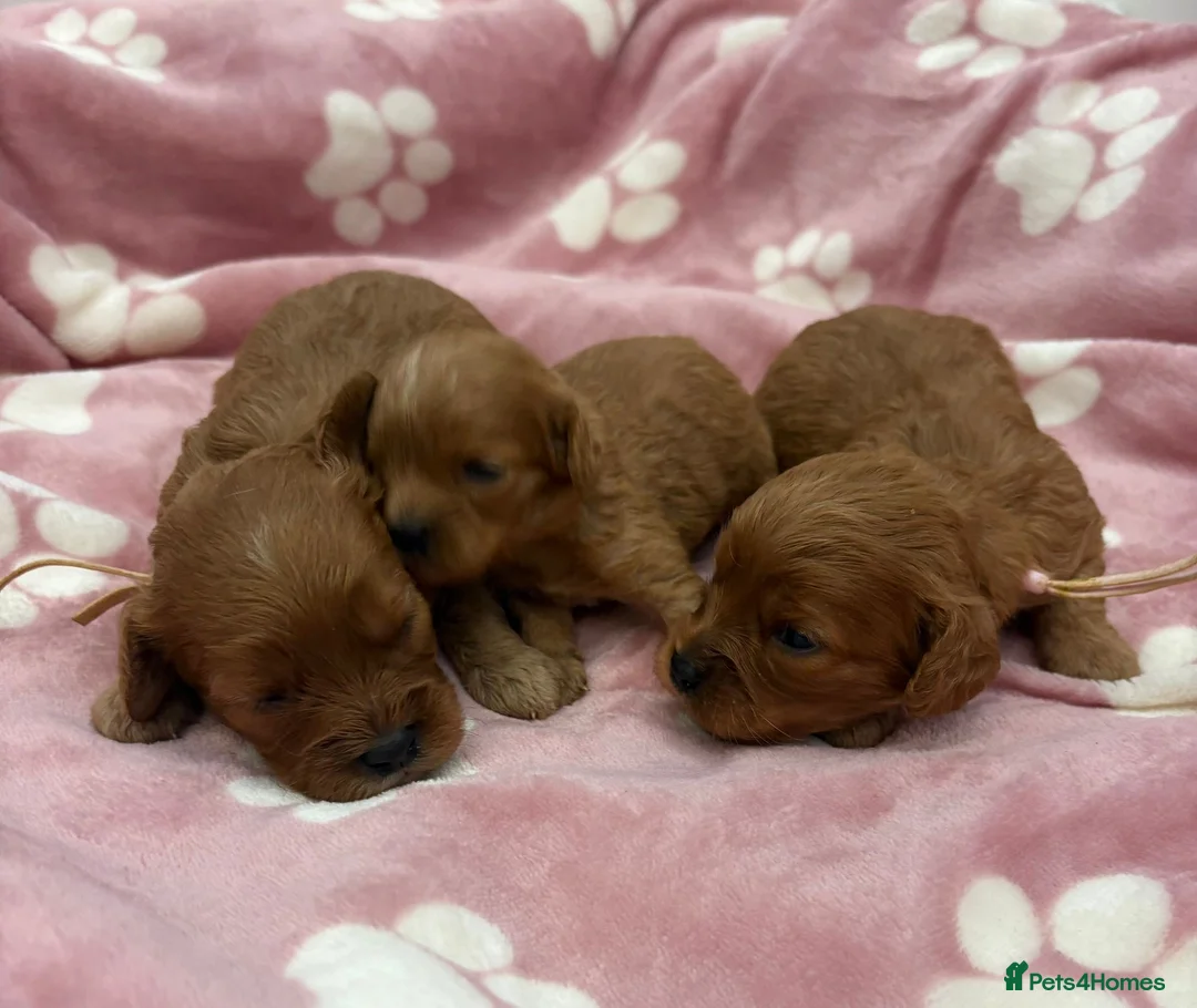 Cavapoo dogs for sale: F1 cavapoo - Advert 2