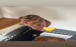 Cocker Spaniel dogs for sale: Stunning KC show cocker spaniels  - Image 30