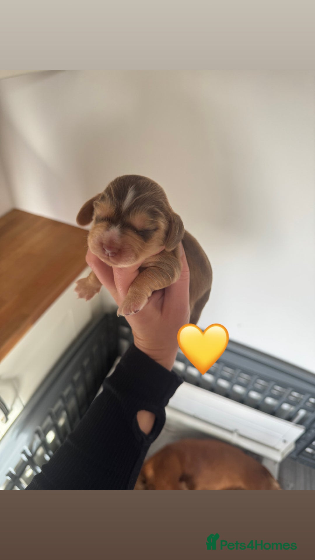 Cocker Spaniel dogs for sale: Stunning KC show cocker spaniels  - Image 30