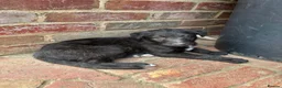 Mixed Breed dogs for sale: Deerhound X Wolfhound puppies  - Advert 4