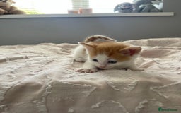 Mixed Breed cats for sale: Kittens for sale  - Image 11