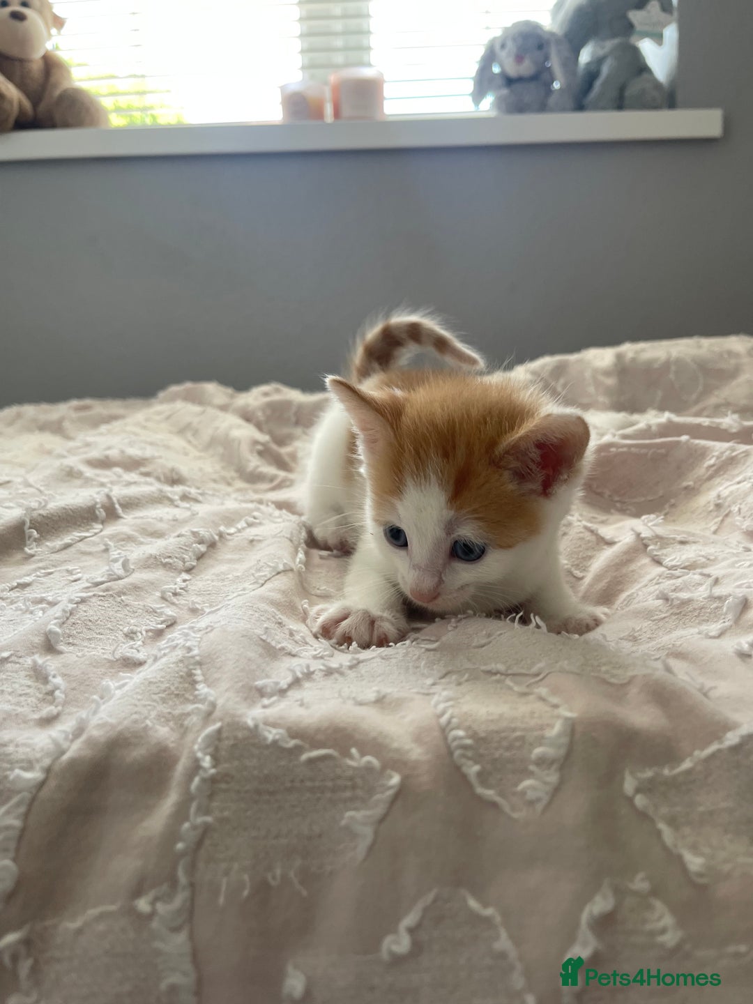 Mixed Breed cats for sale: Kittens for sale  - Image 11