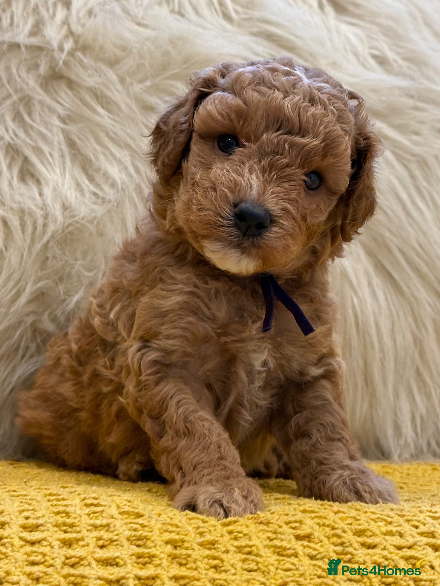Mini Goldendoodle dogs Small sized Goldendoodle - females only available  - Advert 18