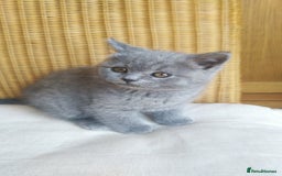 British Shorthair cats for sale: British shorthairs kittens with GCCF pedigree in Taunton - Image 7