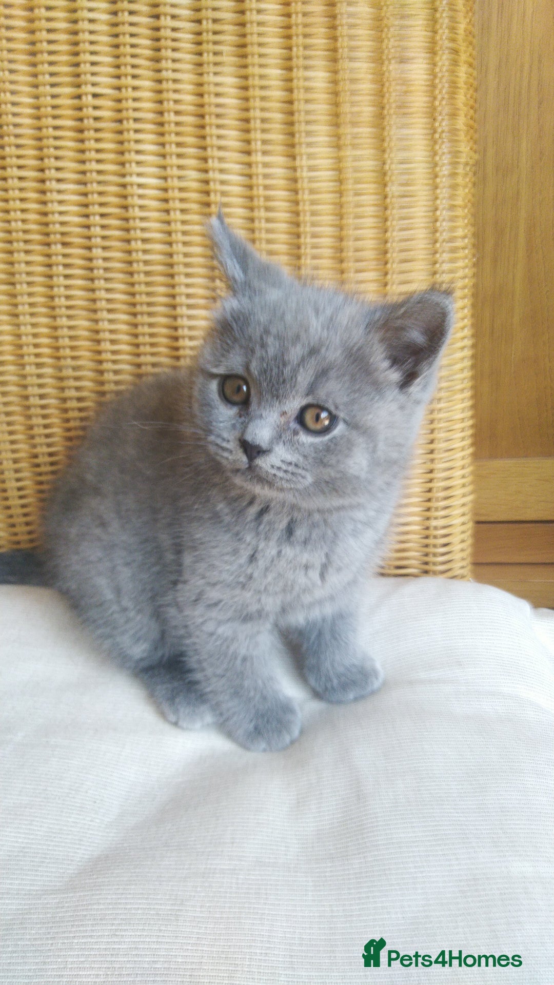 British Shorthair cats for sale: British shorthairs kittens with GCCF pedigree in Taunton - Image 7