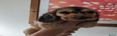 Cocker Spaniel 2