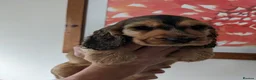 Cocker Spaniel dogs for sale: Beautiful Sable Show Cocker Spaniels - Advert 5