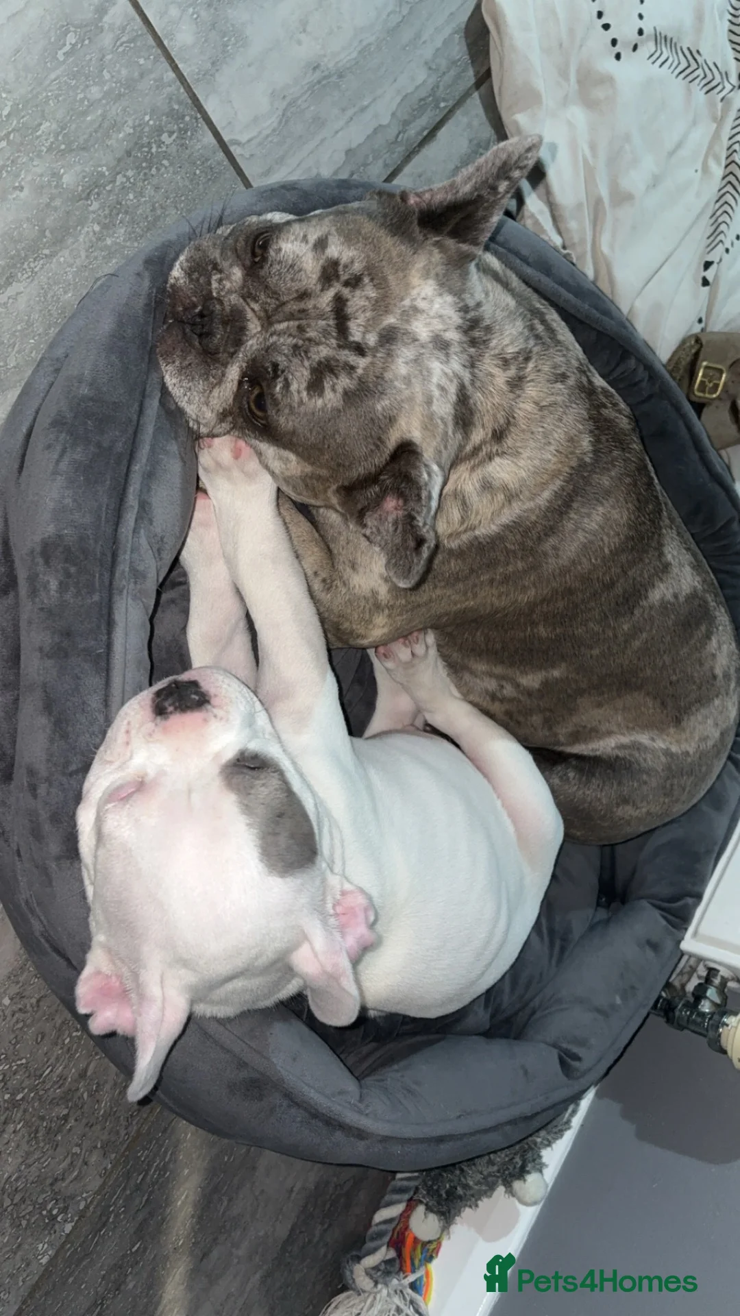 American Bulldog dogs for sale: American pocket bully male.  in Gainsborough - Advert 3