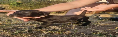 Female 2